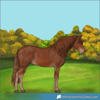 Horse Color:Chestnut 