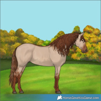 Horse Color:Red Dun 