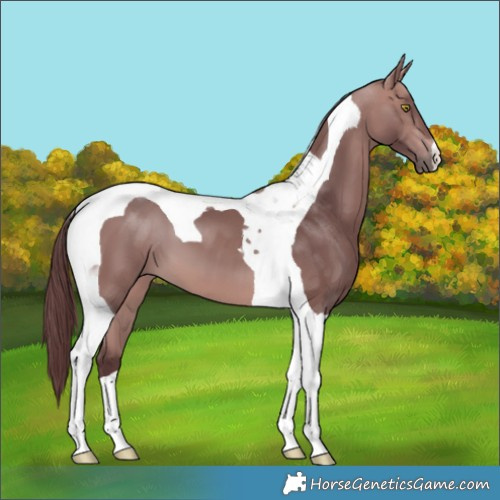 Horse Color:Platinum Chocolate Bay Tobiano
