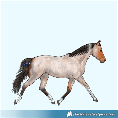 Horse Color:Bay Roan Tobiano 