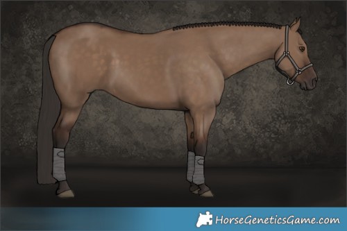 Horse Color:Liver Red Dun 