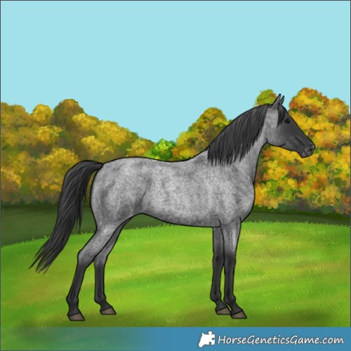 Horse Color:Blue Roan Appaloosa 