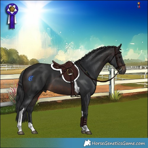 Horse Color:Brown Tobiano 