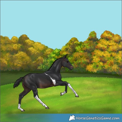 Horse Color:Brown Tobiano