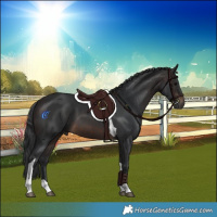 Horse Color:Brown Tobiano 