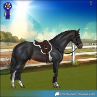 Horse Color:Brown Tobiano 