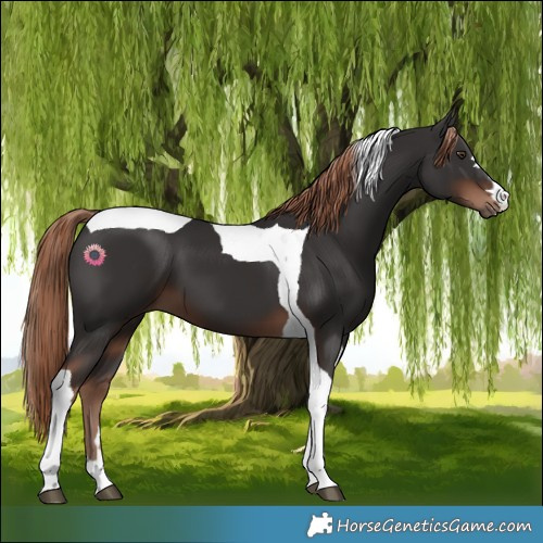 Horse Color:Liver Chestnut Tobiano 