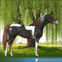 Horse Color:Liver Chestnut Tobiano