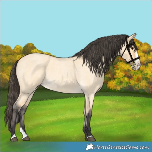 Horse Color:Buckskin Roan Dun Splash 