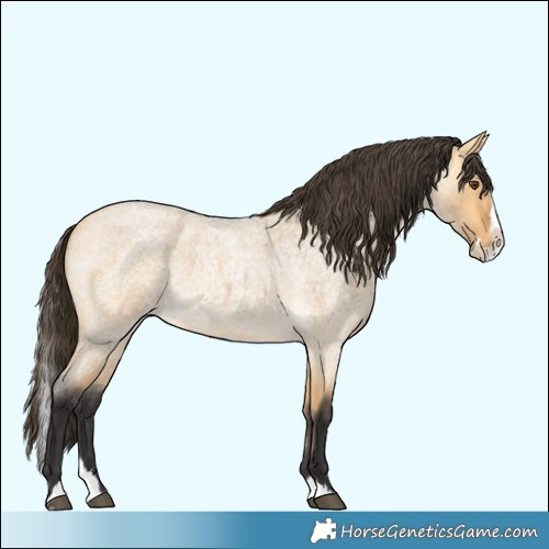 Horse Color:Buckskin Roan Dun Splash 