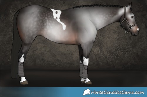 Horse Color:Gray Bay Tobiano Rabicano 
