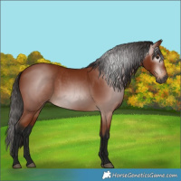 Horse Color:Gray Bay 