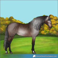Horse Color:Gray Bay