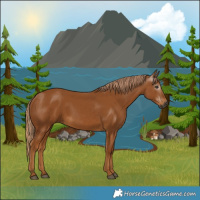 Horse Color:Gray Chestnut 