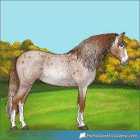 Horse Color:Gray Red Roan Splash 