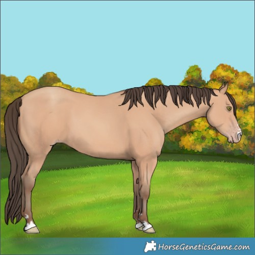 Horse Color:Amber Champagne 
