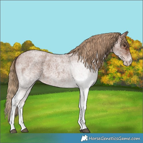 Horse Color:White Spotted Red Roan 