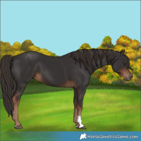 Horse Color:Liver Chestnut Tobiano 