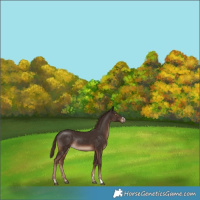 Horse Color:Liver Chestnut Rabicano
