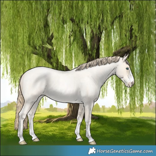 Horse Color:Buckskin Roan Pearl  and Buckskin Roan Pearl 