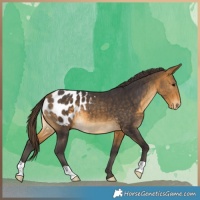 Horse Color:Buckskin Blanket 