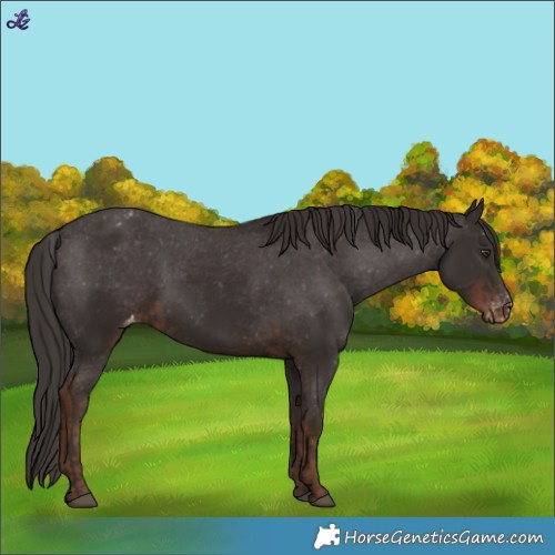 Horse Color:Liver Chestnut Appaloosa  and Liver Chestnut Appaloosa 