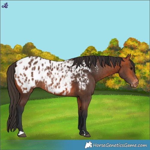 Horse Color:Bay Appaloosa  and Bay Appaloosa Rabicano 
