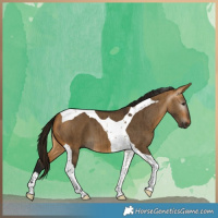 Horse Color:Gray Buckskin Dun Tobiano Brindle 