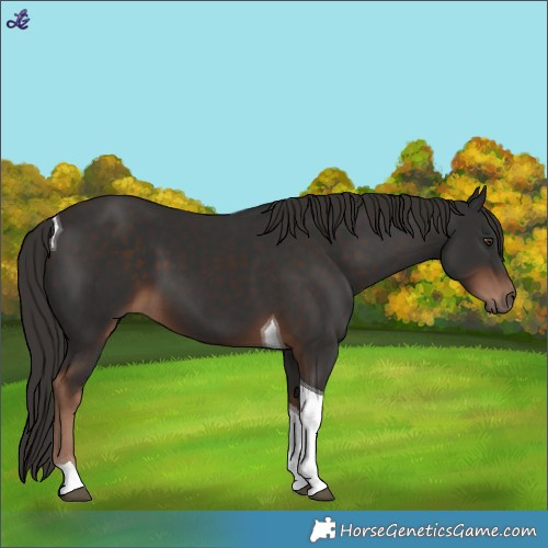 Horse Color:Liver Chestnut Tobiano 