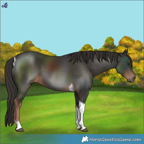 Horse Color:Liver Chestnut Tobiano 