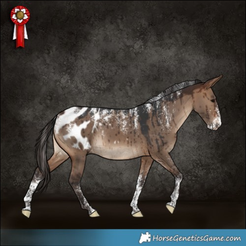 Horse Color:Powder White Brown Dun Appaloosa Rabicano Brindle 