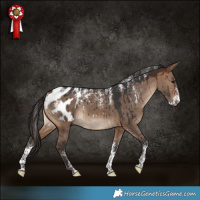Horse Color:Powder White Brown Dun Appaloosa Rabicano Brindle 