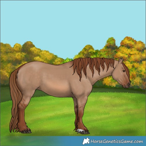Horse Color:Red Dun 