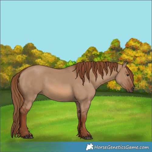 Horse Color:Red Dun 