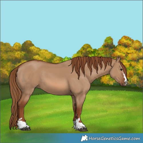 Horse Color:Red Dun