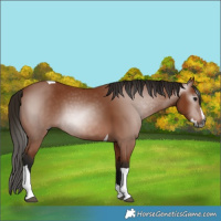 Horse Color:Gray Bay Splash Tobiano 