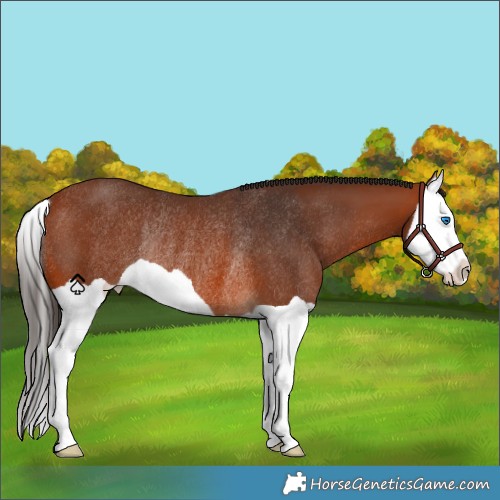 Horse Color:Bay Splash Rabicano 