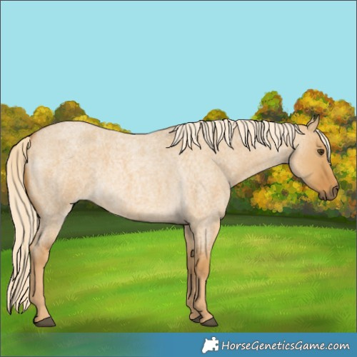 Horse Color:Palomino Roan Dun 