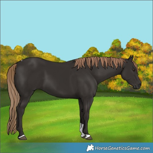 Horse Color:Liver Chestnut Tobiano 