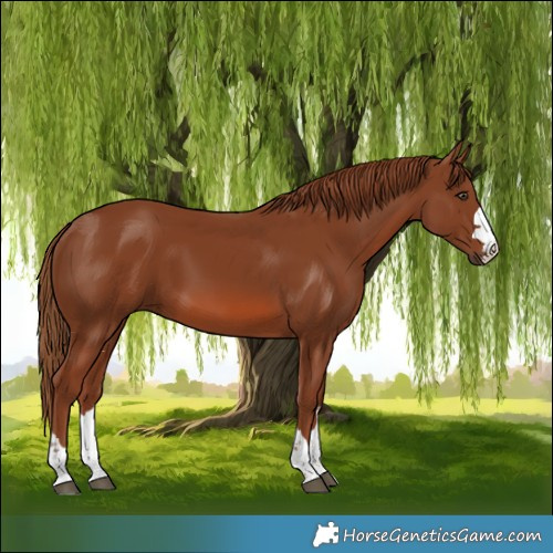 Horse Color:Chestnut 