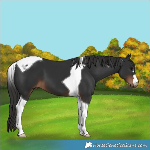 Horse Color:Liver Chestnut Tobiano 