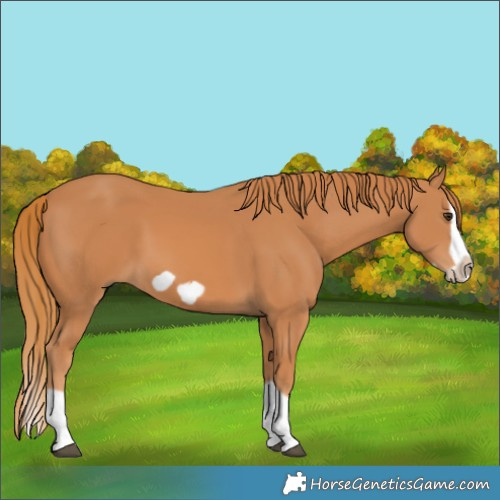 Horse Color:Chestnut Splash Frame 