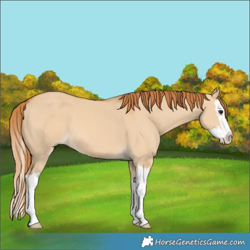 Horse Color:Red Dun Splash 