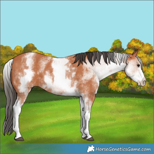 Horse Color:White Spotted Bay 