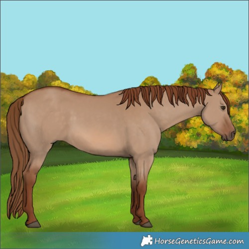 Horse Color:Red Dun 