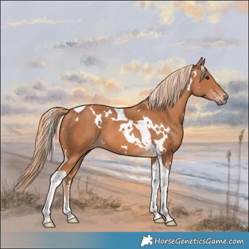 Horse Color:White Spotted Chestnut Tobiano 