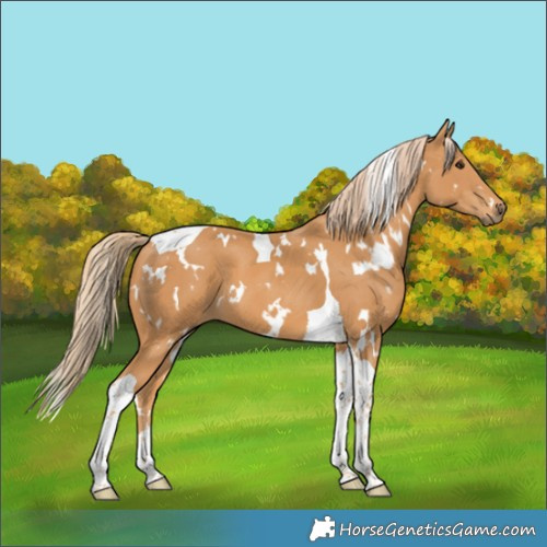 Horse Color:White Spotted Chestnut Tobiano