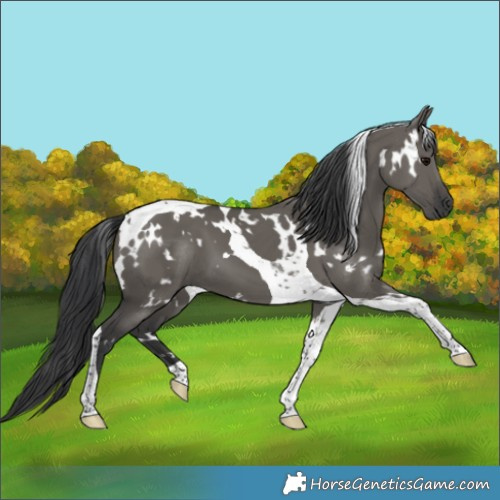 Horse Color:White Spotted Grullo Tobiano 