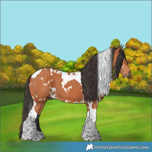 Horse Color:White Spotted Bay Tobiano