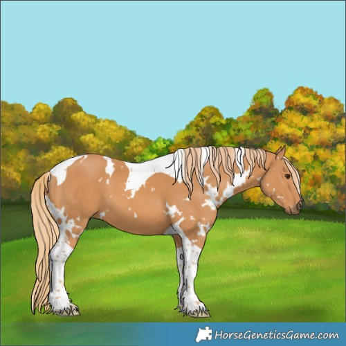 Horse Color:White Spotted Chestnut Tobiano 